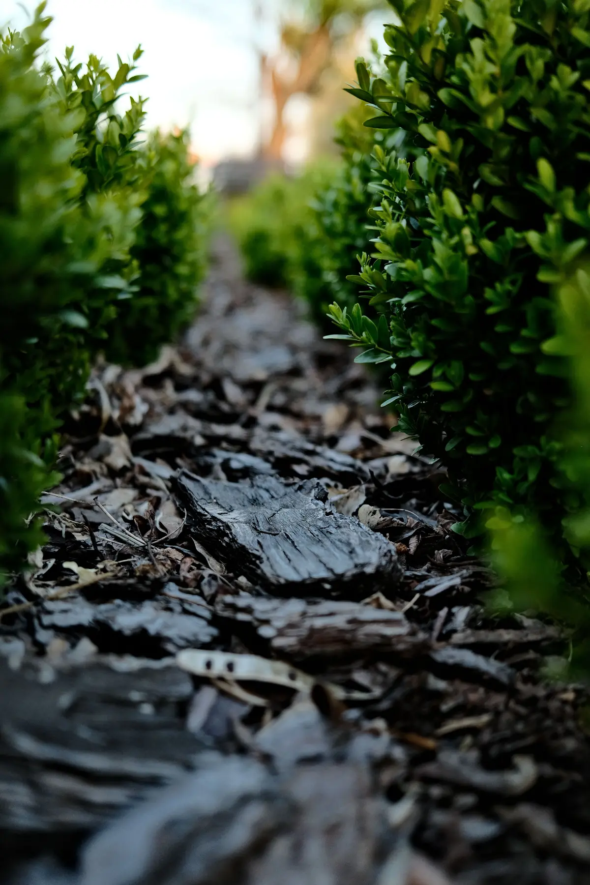 A finished garden bed with fresh bark mulch and healthy green planting